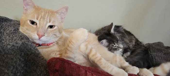 Ontario Spay and Neuter 12