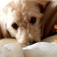 Ontario Spay and Neuter ico