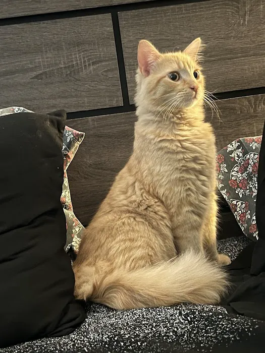 Ontario Spay and Neuter 12
