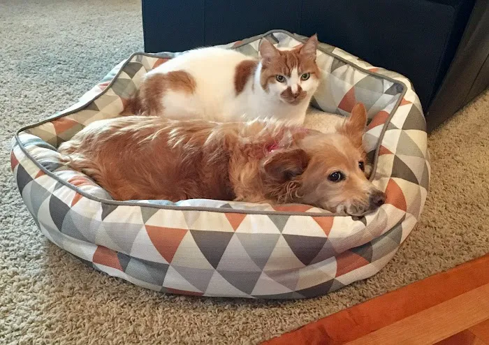 Puget Sound Veterinary Group 1