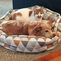 Puget Sound Veterinary Group ico
