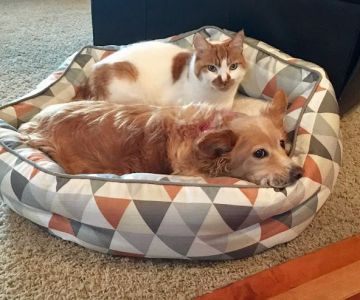Puget Sound Veterinary Group