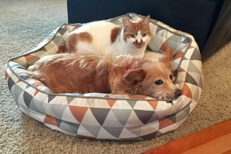 Puget Sound Veterinary Group