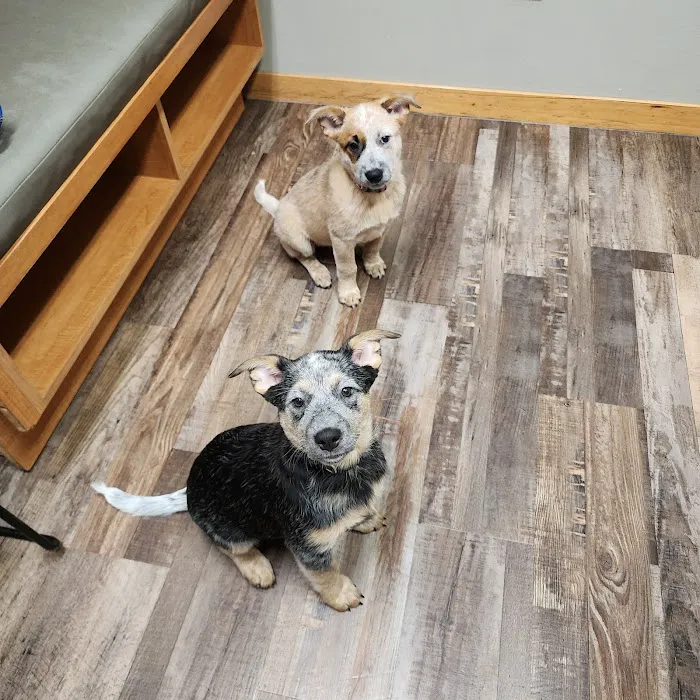 Puget Sound Veterinary Group 2