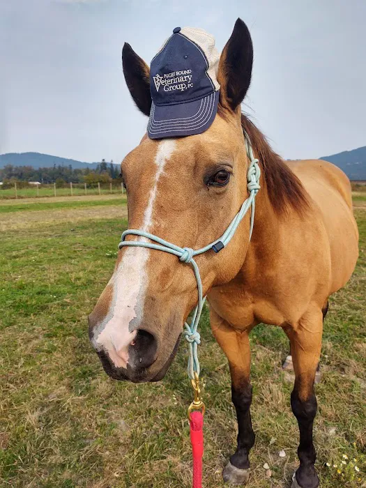 Puget Sound Veterinary Group 7