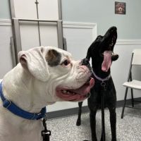 Riverside Veterinary Care ico