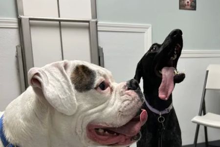 Riverside Veterinary Care