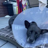 Animal Care Center ico