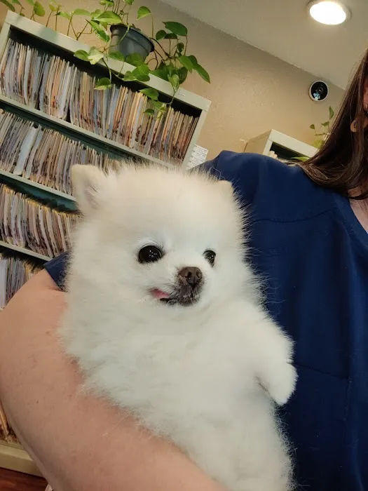 College Way Animal Hospital, A Thrive Pet Healthcare Partner 3