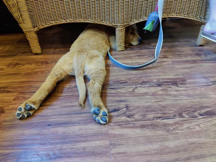 College Way Animal Hospital, A Thrive Pet Healthcare Partner 5