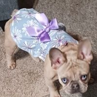 College Way Animal Hospital, A Thrive Pet Healthcare Partner ico