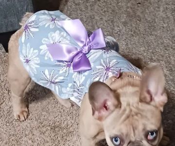College Way Animal Hospital, A Thrive Pet Healthcare Partner