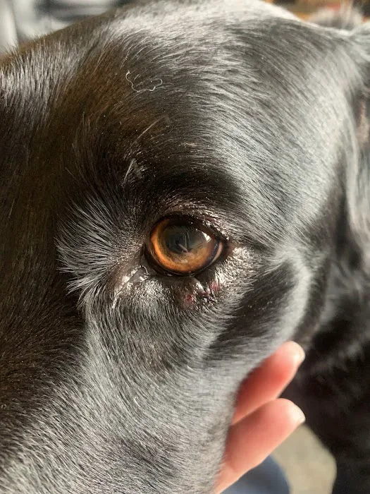Pet Emergency Center - Skagit Valley 6