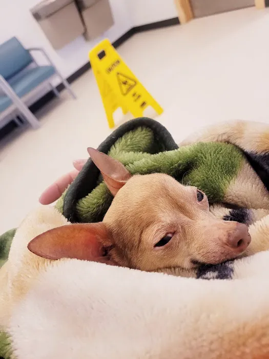 Pet Emergency Center - Skagit Valley 10