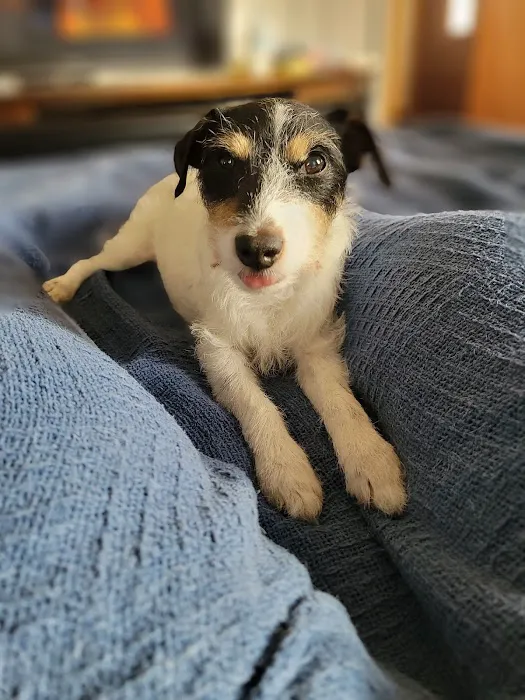 Pet Emergency Center - Skagit Valley 7