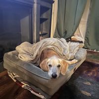 Pet Emergency Center - Skagit Valley ico