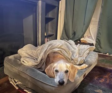 Pet Emergency Center - Skagit Valley