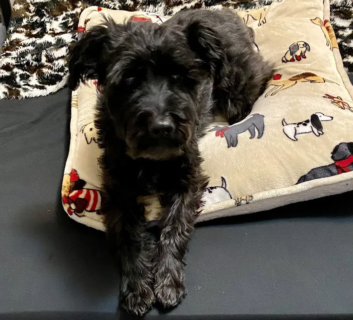 Banfield Pet Hospital 3