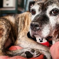 Bayview Veterinary Hospital ico