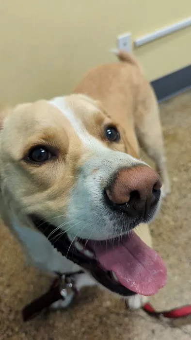 Cedar Creek Animal Clinic, A Thrive Pet Healthcare Partner 12