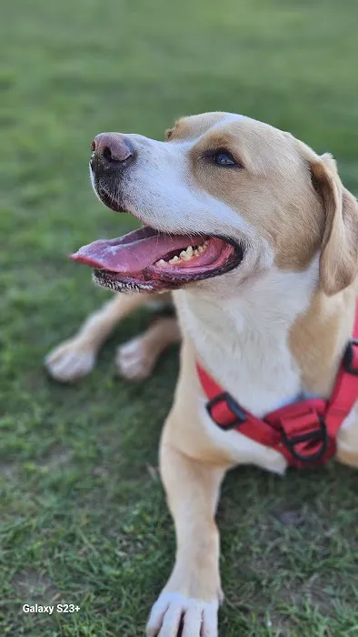 Cedar Creek Animal Clinic, A Thrive Pet Healthcare Partner 12