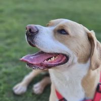 Cedar Creek Animal Clinic, A Thrive Pet Healthcare Partner ico