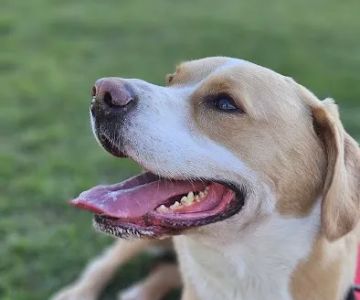 Cedar Creek Animal Clinic, A Thrive Pet Healthcare Partner