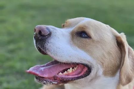 Cedar Creek Animal Clinic, A Thrive Pet Healthcare Partner