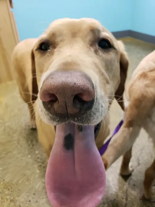 Cedar Creek Animal Clinic, A Thrive Pet Healthcare Partner 12