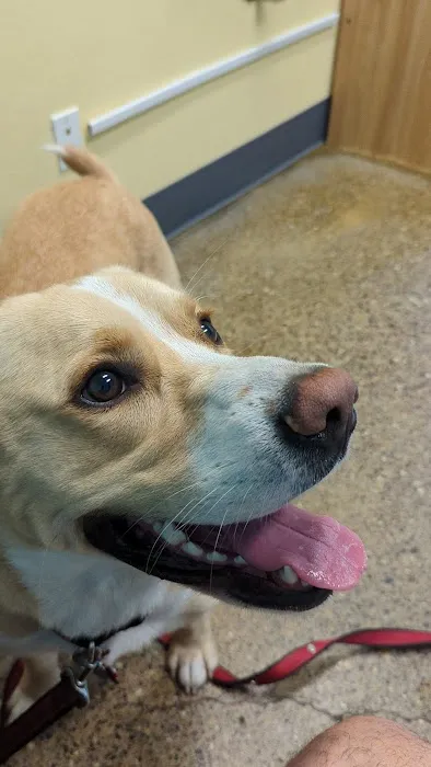 Cedar Creek Animal Clinic, A Thrive Pet Healthcare Partner 12