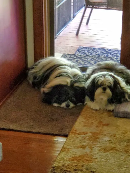 Cedar Creek Animal Clinic, A Thrive Pet Healthcare Partner 12