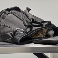 Willow Tree Animal Hospital ico