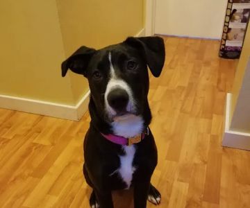 Timber Ridge Animal Hospital
