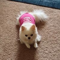 McMillin Animal Hospital ico