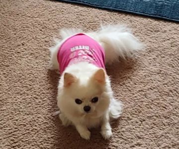 McMillin Animal Hospital