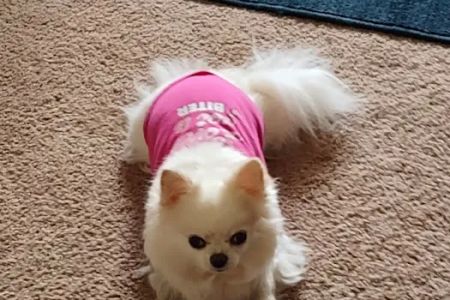 McMillin Animal Hospital