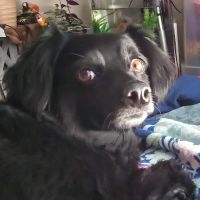 Banfield Pet Hospital ico