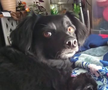 Banfield Pet Hospital