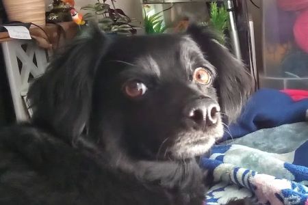 Banfield Pet Hospital