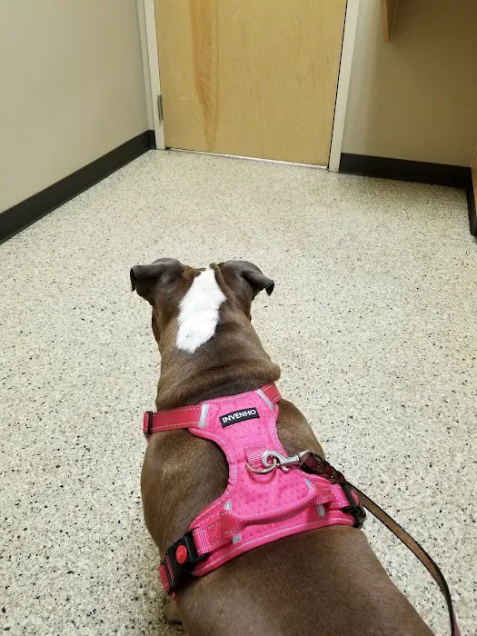 South Hill Veterinary Hospital 12