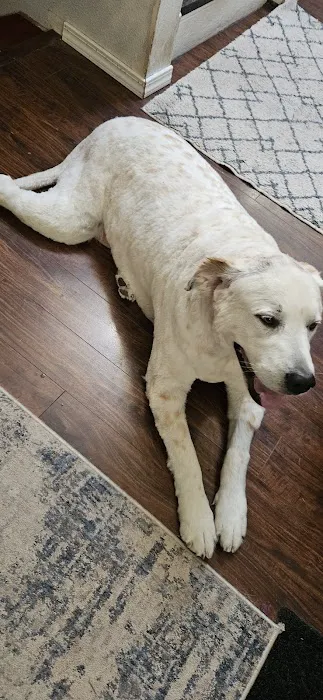 South Hill Veterinary Hospital 12