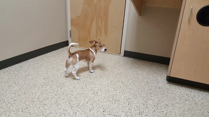South Hill Veterinary Hospital 12
