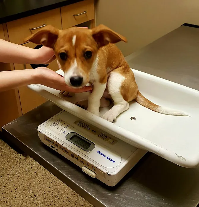 South Hill Veterinary Hospital 12