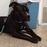 PetCare Clinic ico