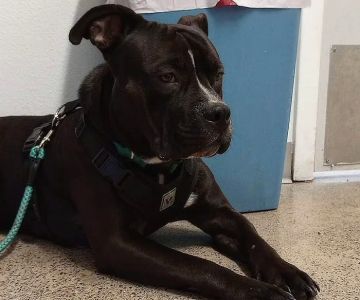 PetCare Clinic