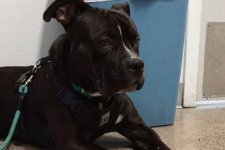 PetCare Clinic