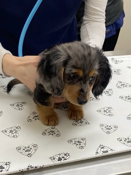 Orting Animal Hospital 12
