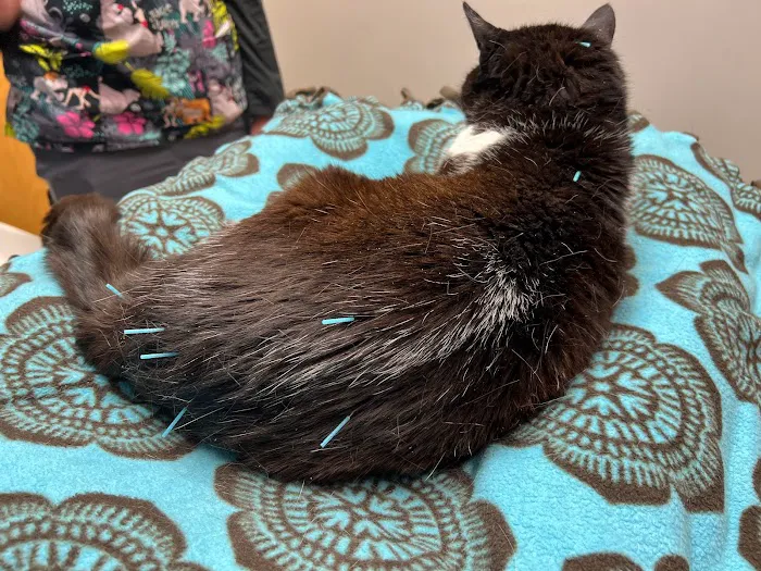 Whisker Wellness Center 12