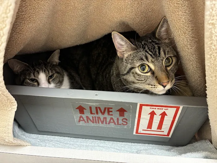 Whisker Wellness Center 12