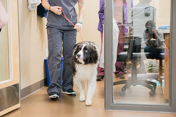 Uptown Animal Hospital & Urgent Care 12